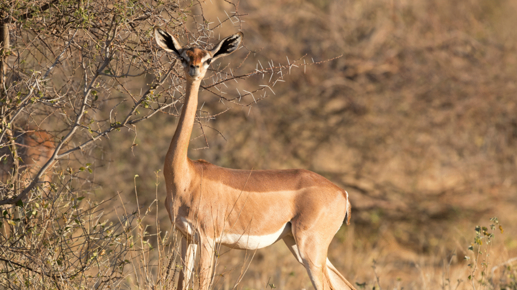 Kenya 7-day safari package