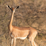 Kenya 7-day safari package