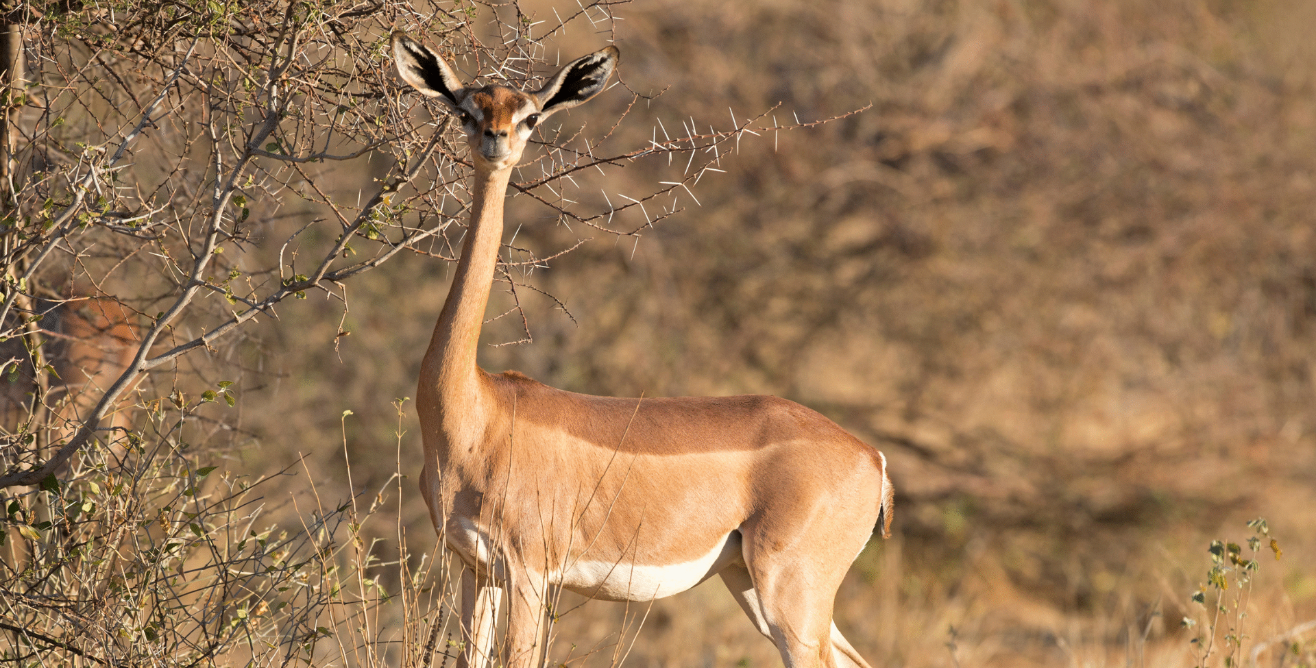 Kenya 7-day safari package