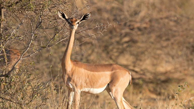 Kenya 7-day safari package