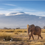 4 Days 3 Nights Safari