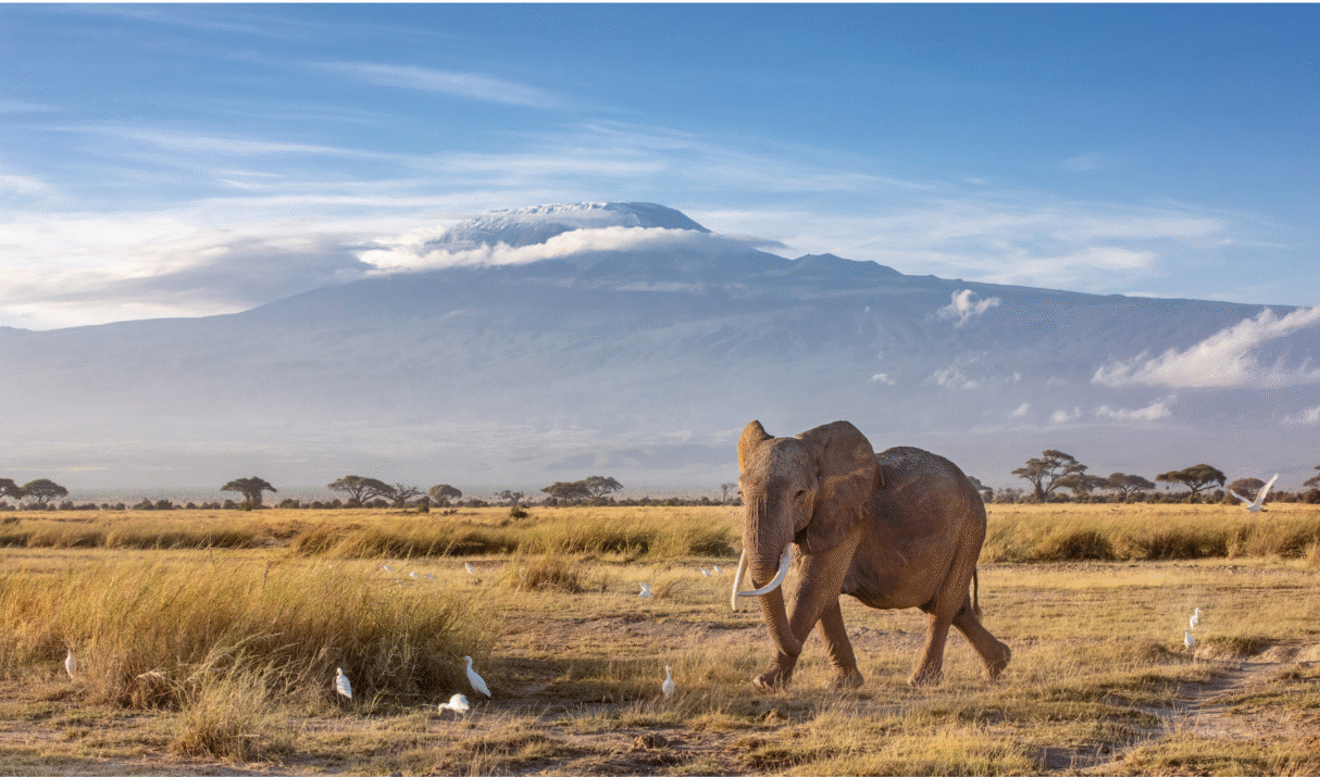 From Ministry to Majesty: Discovering the Wonders of Amboseli