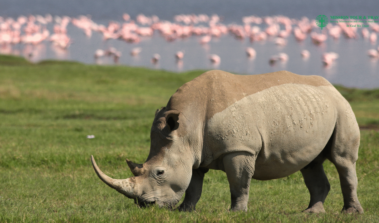Epic 5-Day Kenya Safari: From Nakuru to the Mara
