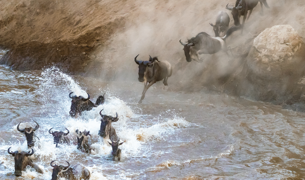 Thrilling Maasai Mara Safari – 4-Day Wildebeest Private Safari