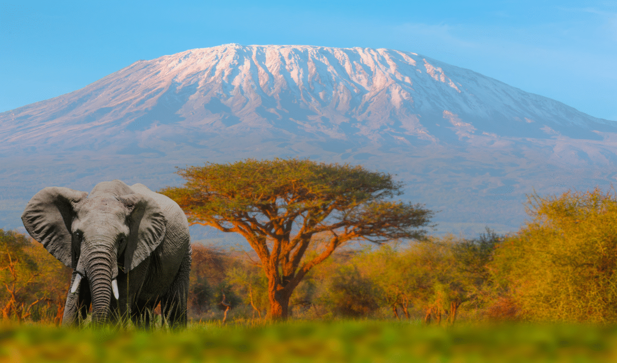 Beneath Kilimanjaro’s Sky: Kenya 4-Day Safari Mission Tour and Travel