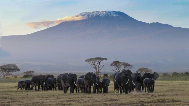 3 Days 2 Nights Amboseli Safari