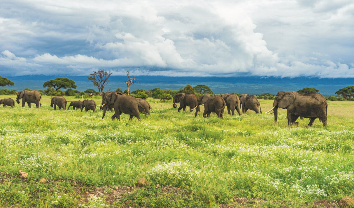 Amboseli National Park