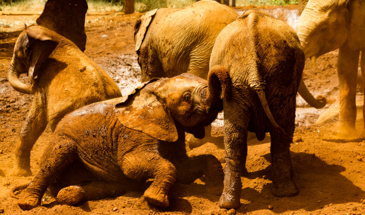 David Sheldrick Orphanage