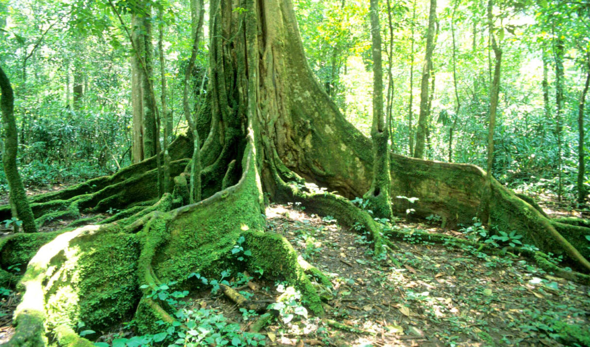 3 Days 2 Nights Kakamega Forest Safari