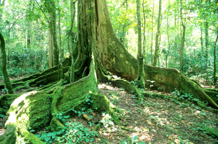 3 Days 2 Nights Kakamega Forest Safari