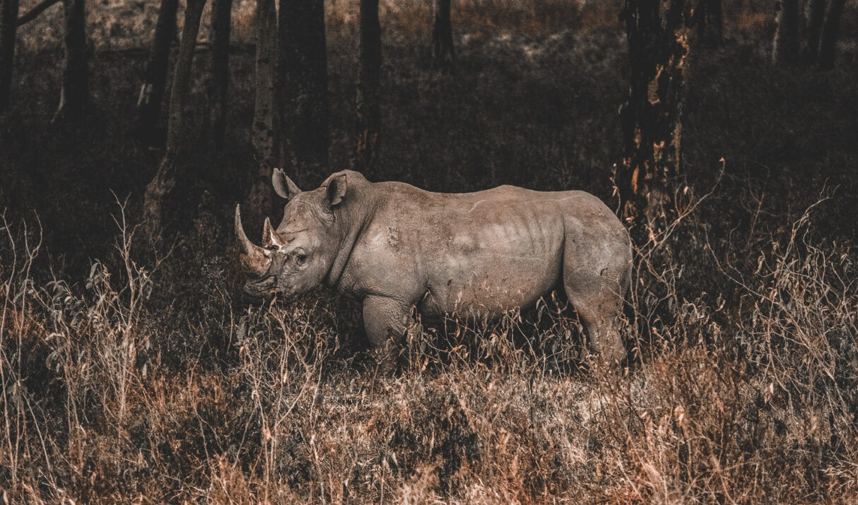 Lake Nakuru National Park