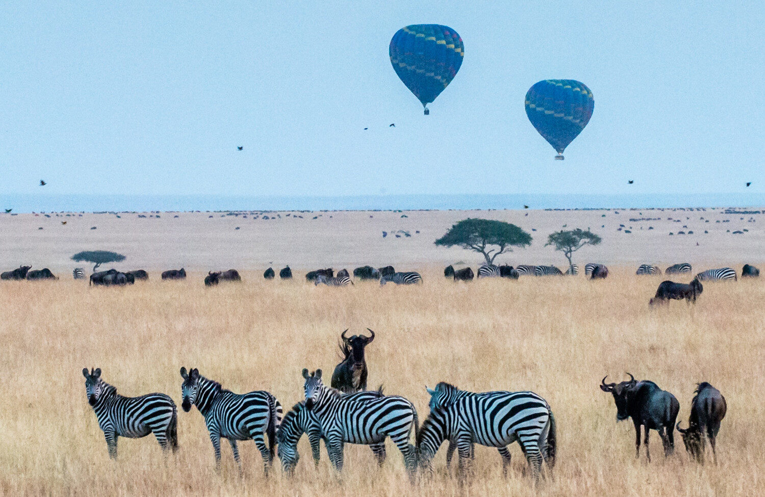 Maasai Mara
