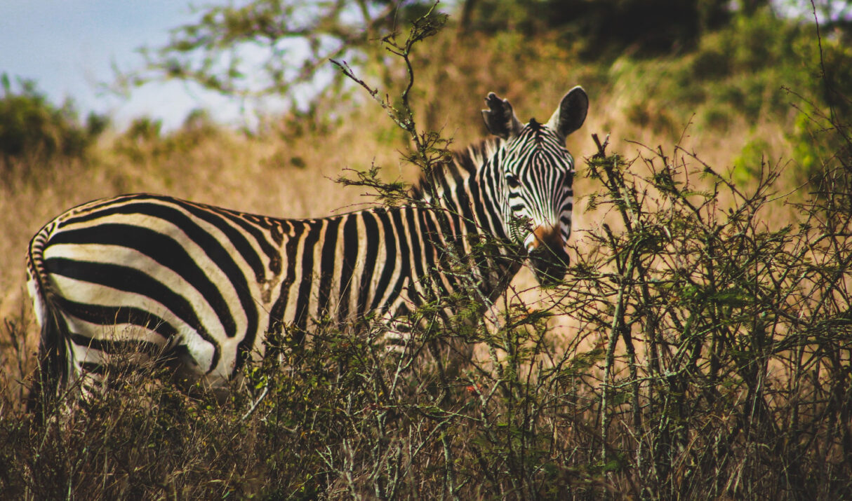 Nairobi National Park