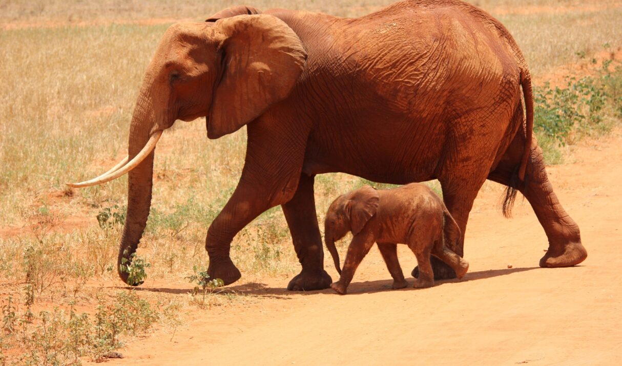 3 Days 2 Nights Tsavo Safari