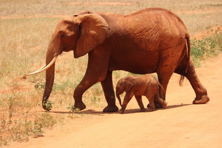 3 Days 2 Nights Tsavo Safari