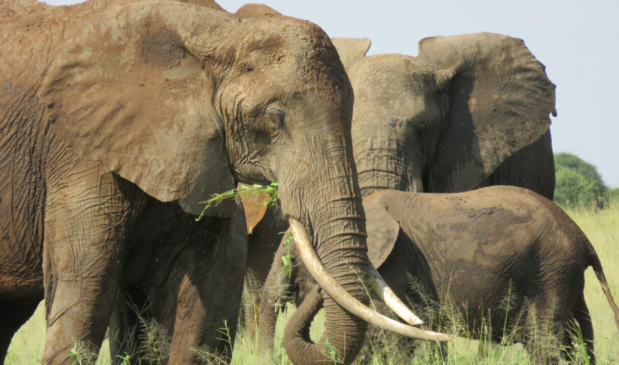 Farewell to a Legend: Honoring Craig, the Gentle Giant of Amboseli